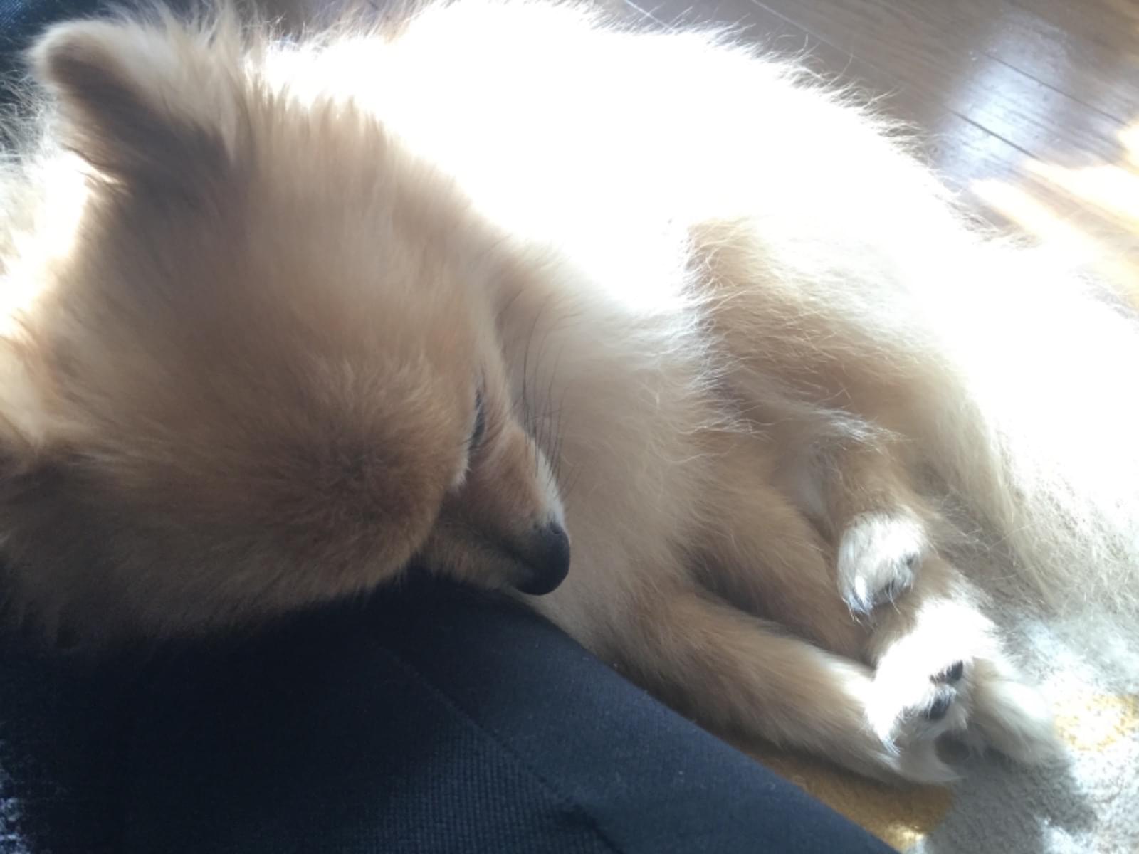 ポン助ちゃん ポン助ちゃん