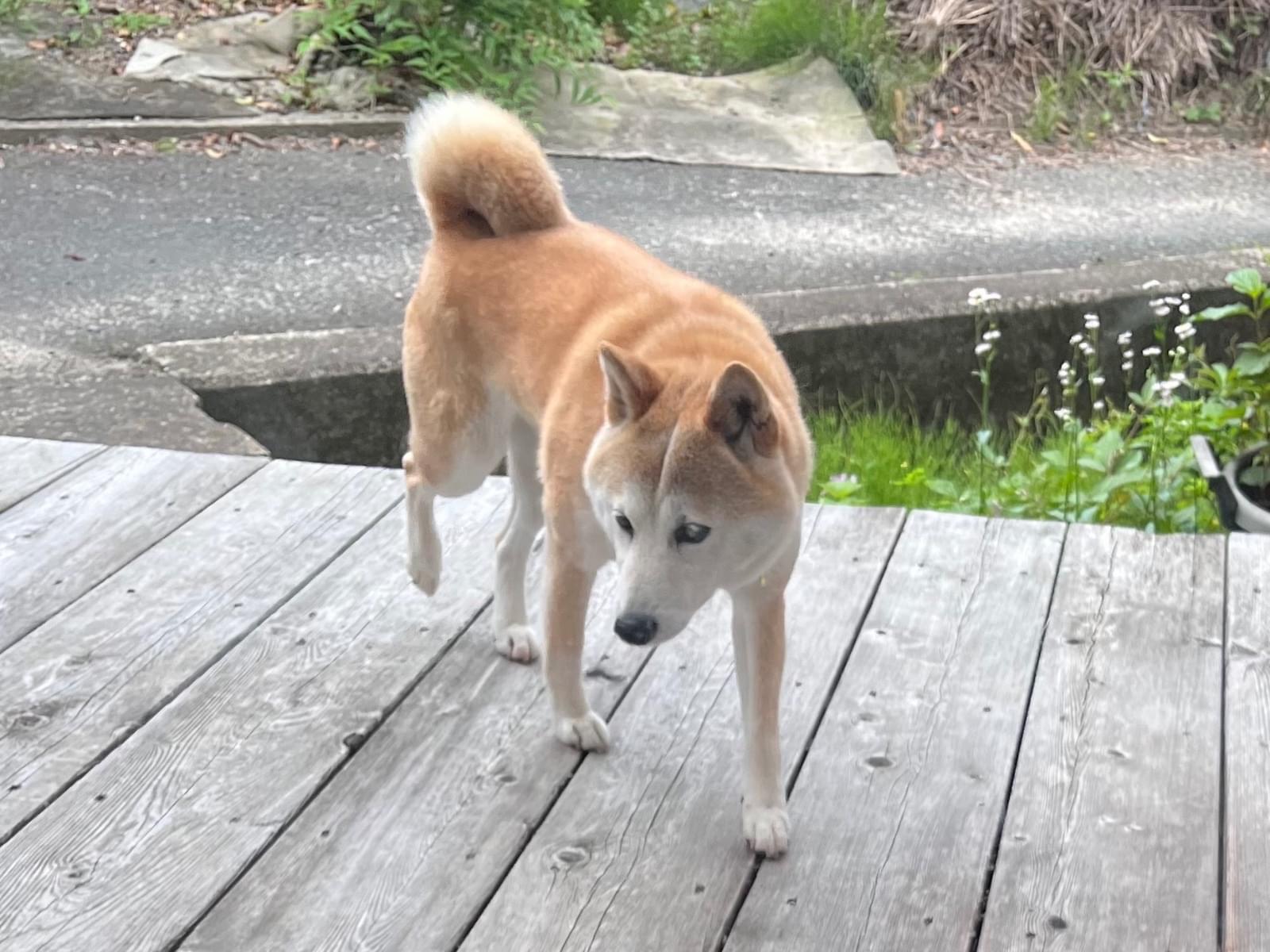 目撃された犬 目撃された犬