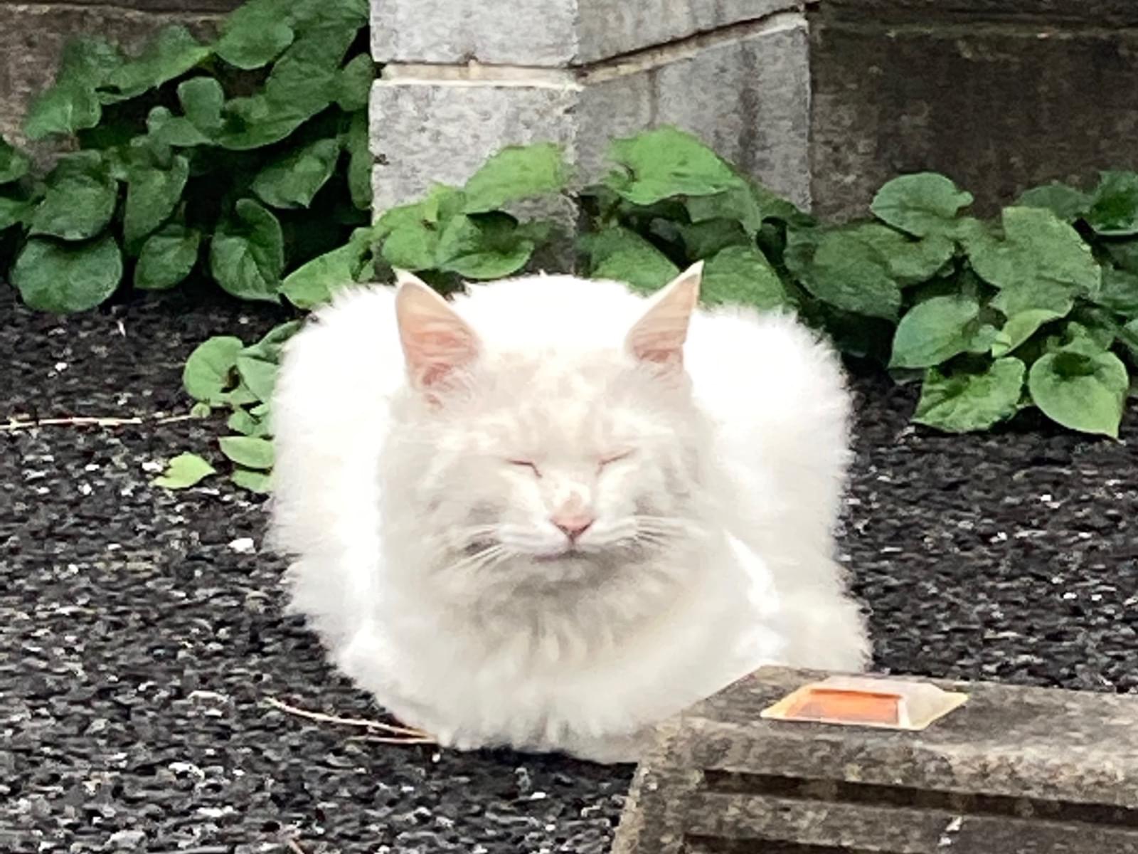 目撃された猫 目撃された猫