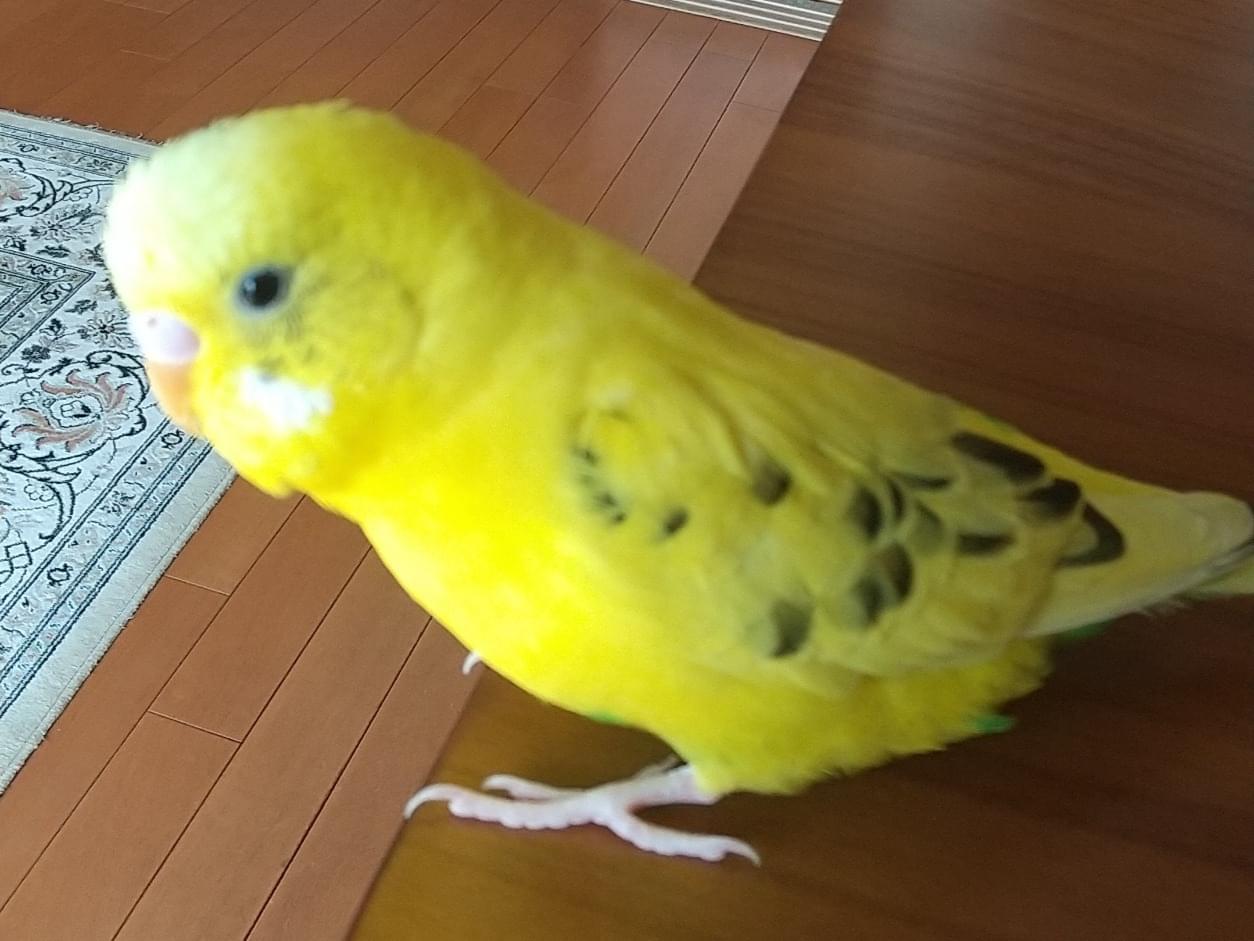 きぃちゃん きぃちゃん