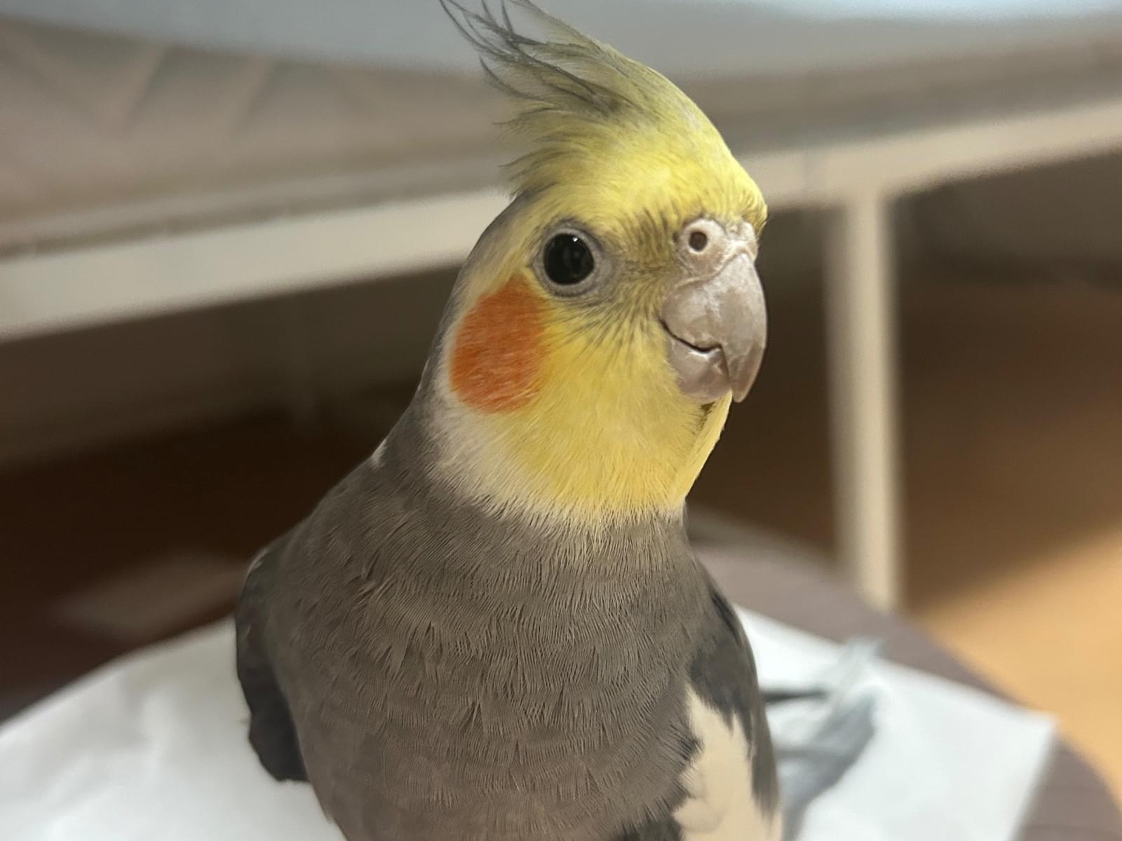 よもぎちゃん よもぎちゃん