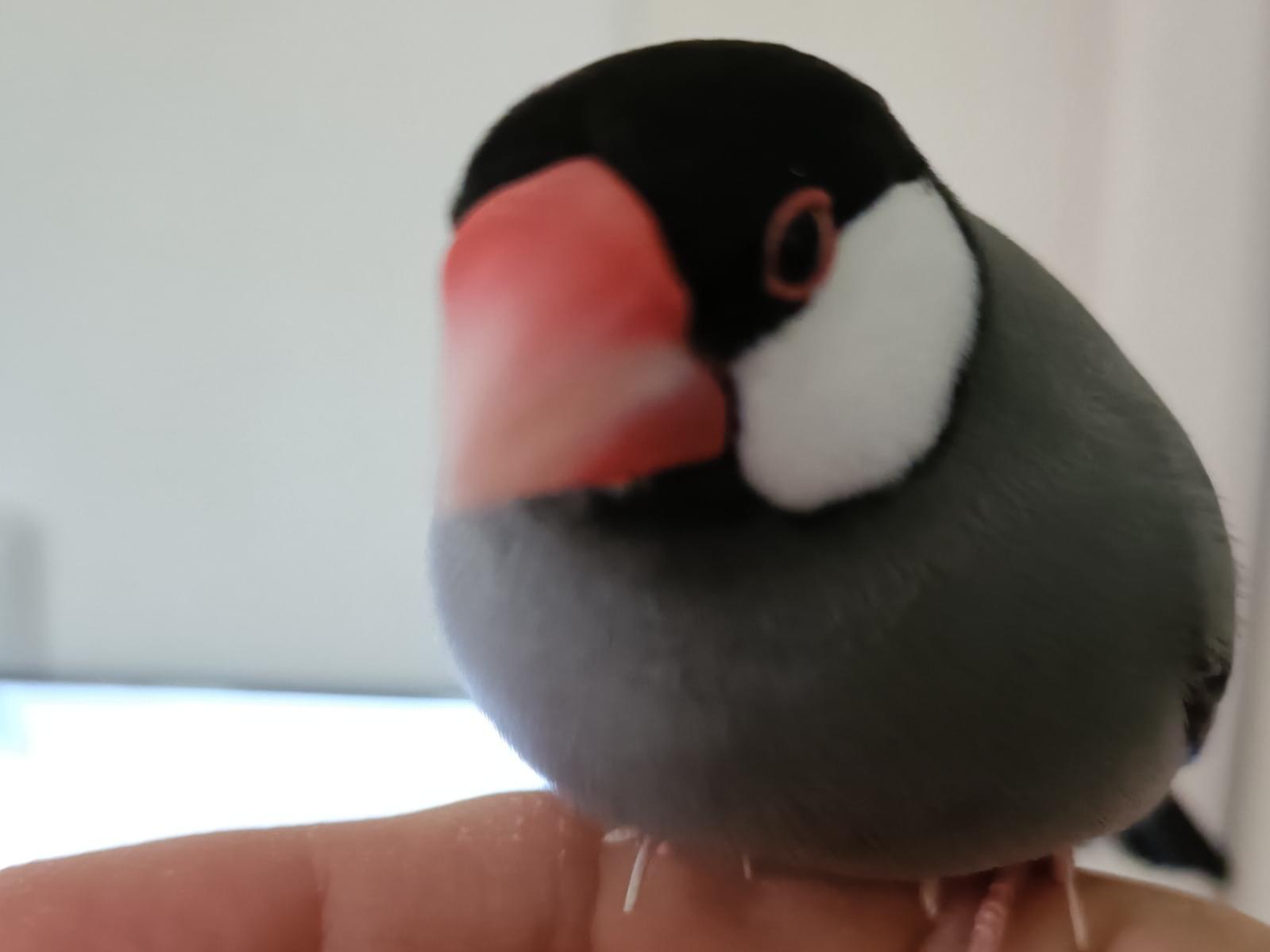 ミクロちゃん ミクロちゃん