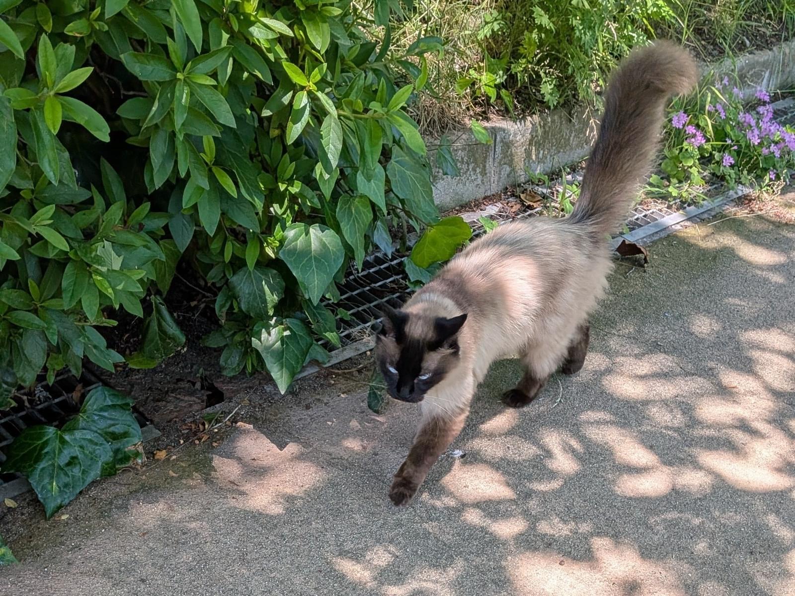目撃された猫 目撃された猫