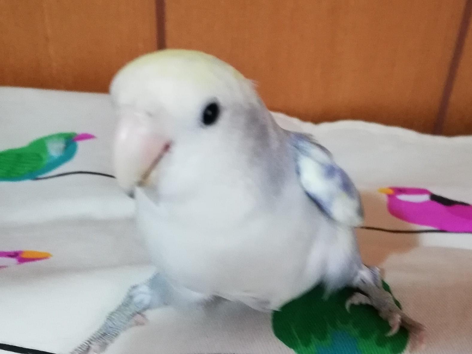 クララちゃん クララちゃん
