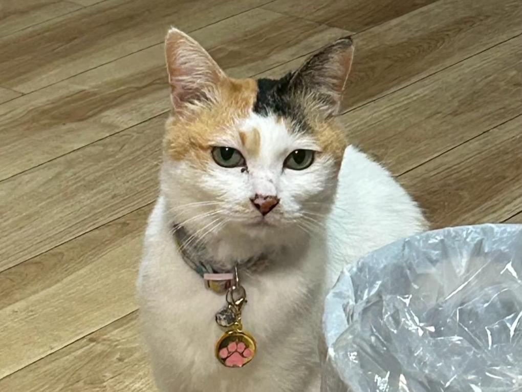 あずきちゃん