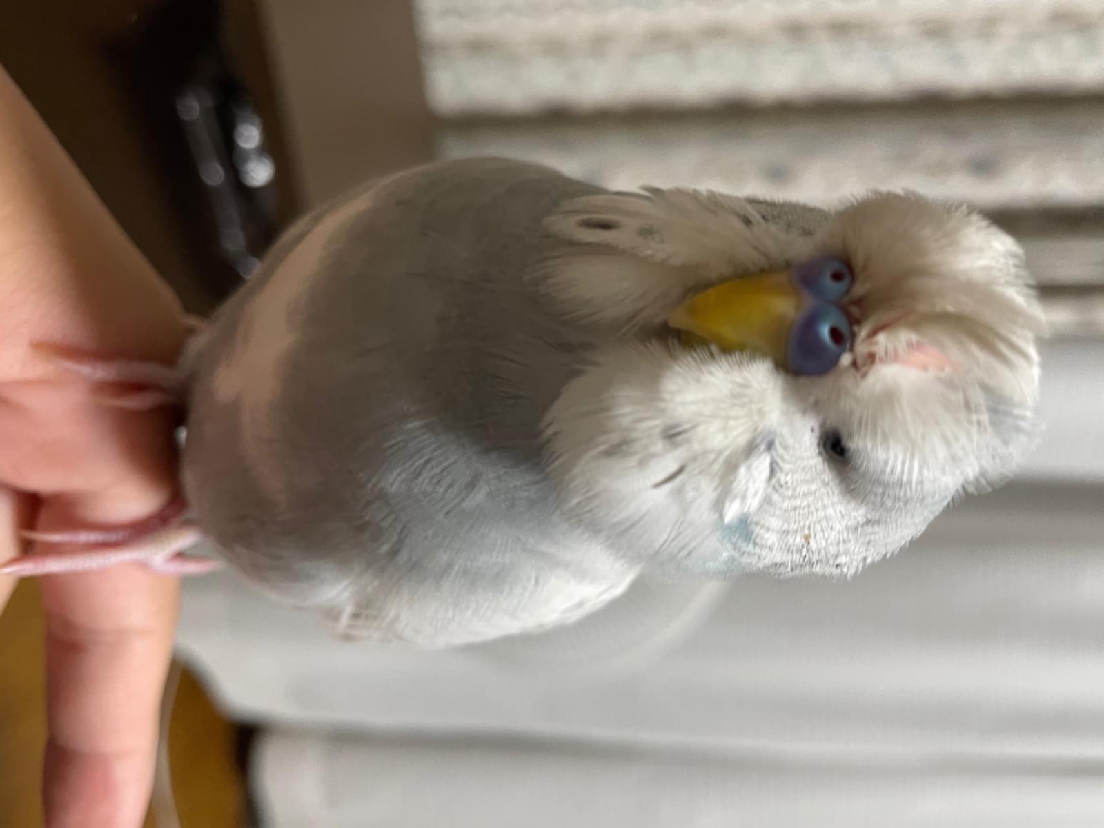 ハクちゃん ハクちゃん