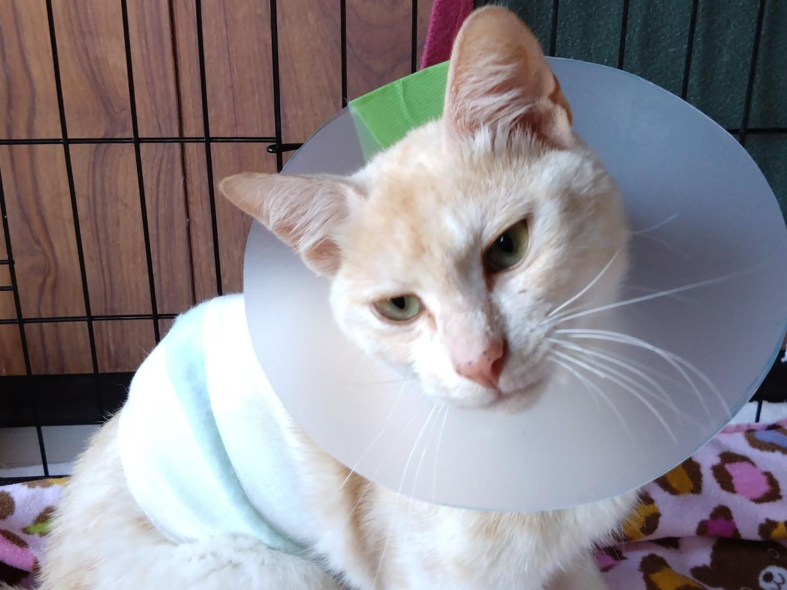 保護された猫 保護された猫