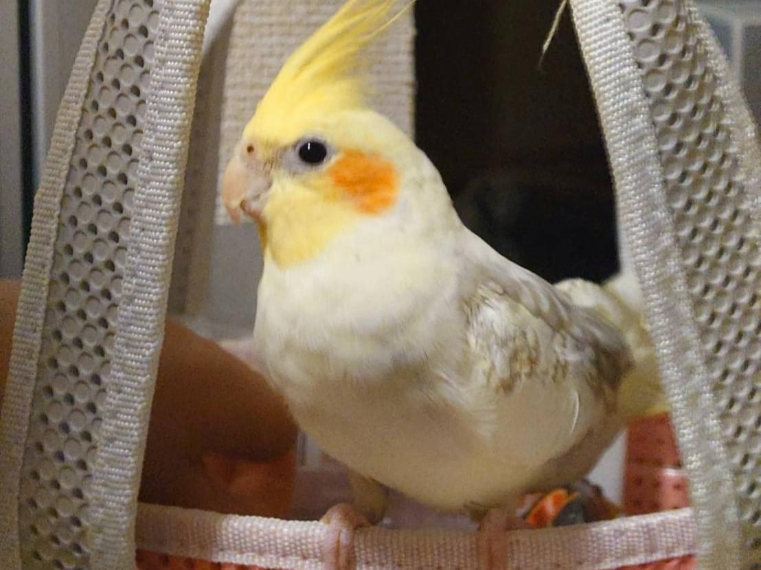 ふくちゃん ふくちゃん