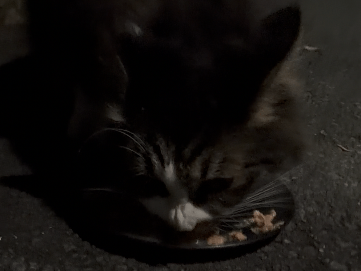 目撃された猫