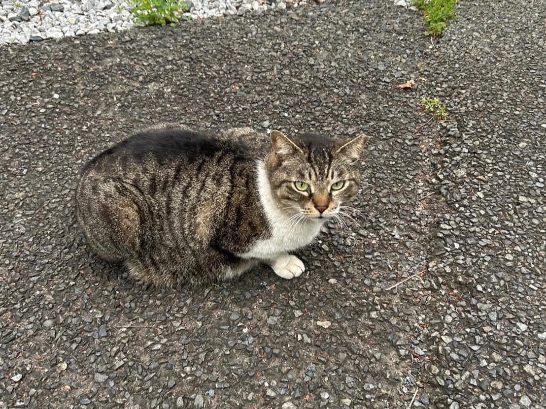 キジちゃん キジちゃん