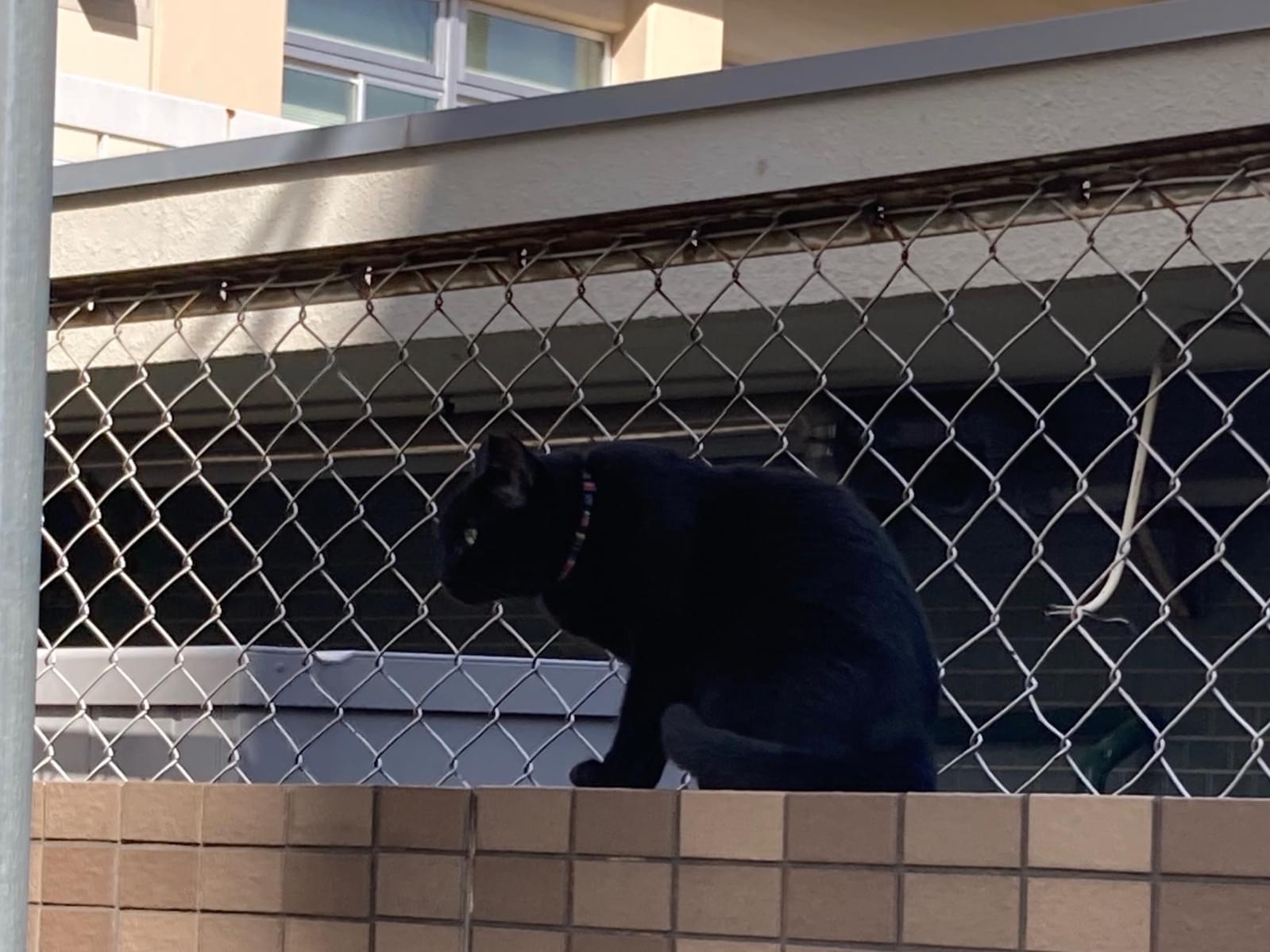 目撃された猫 目撃された猫