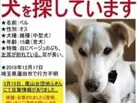 ベージュのぶち模様のある白い犬を探しています ベージュのぶち模様のある白い犬を探しています