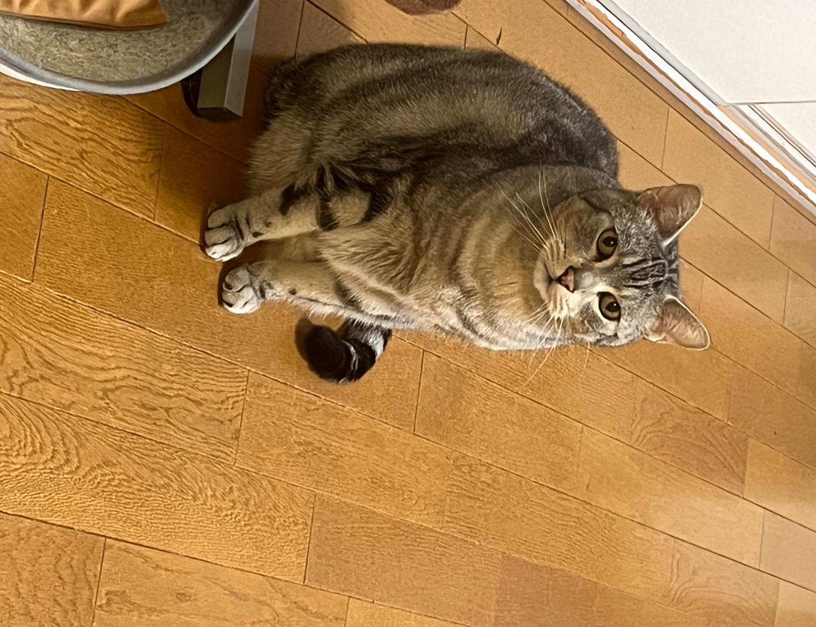 アメリカンショートヘアのやや大きめの猫