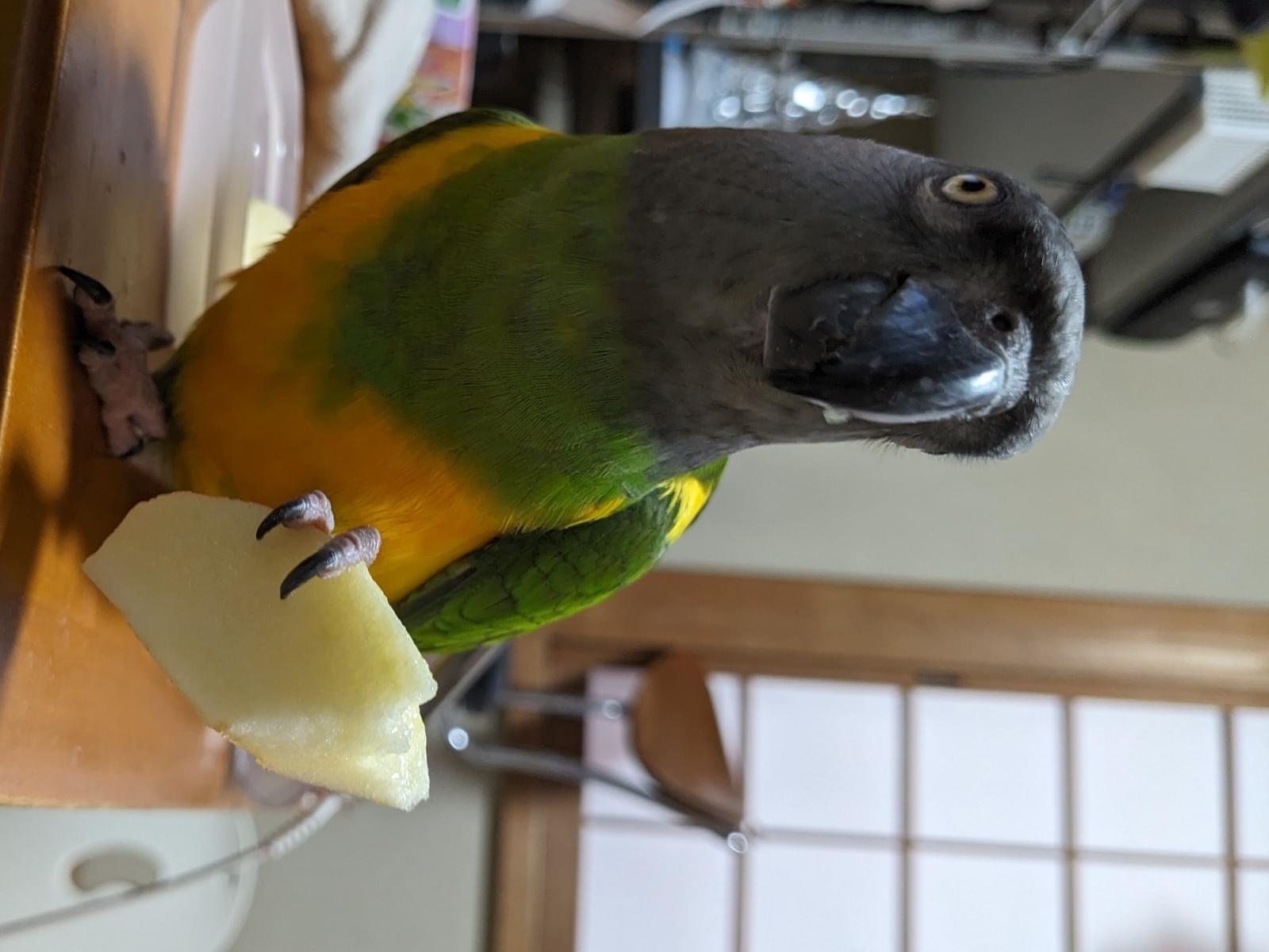 ジャンタちゃん