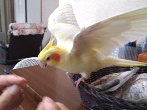 ぴーちゃん ぴーちゃん