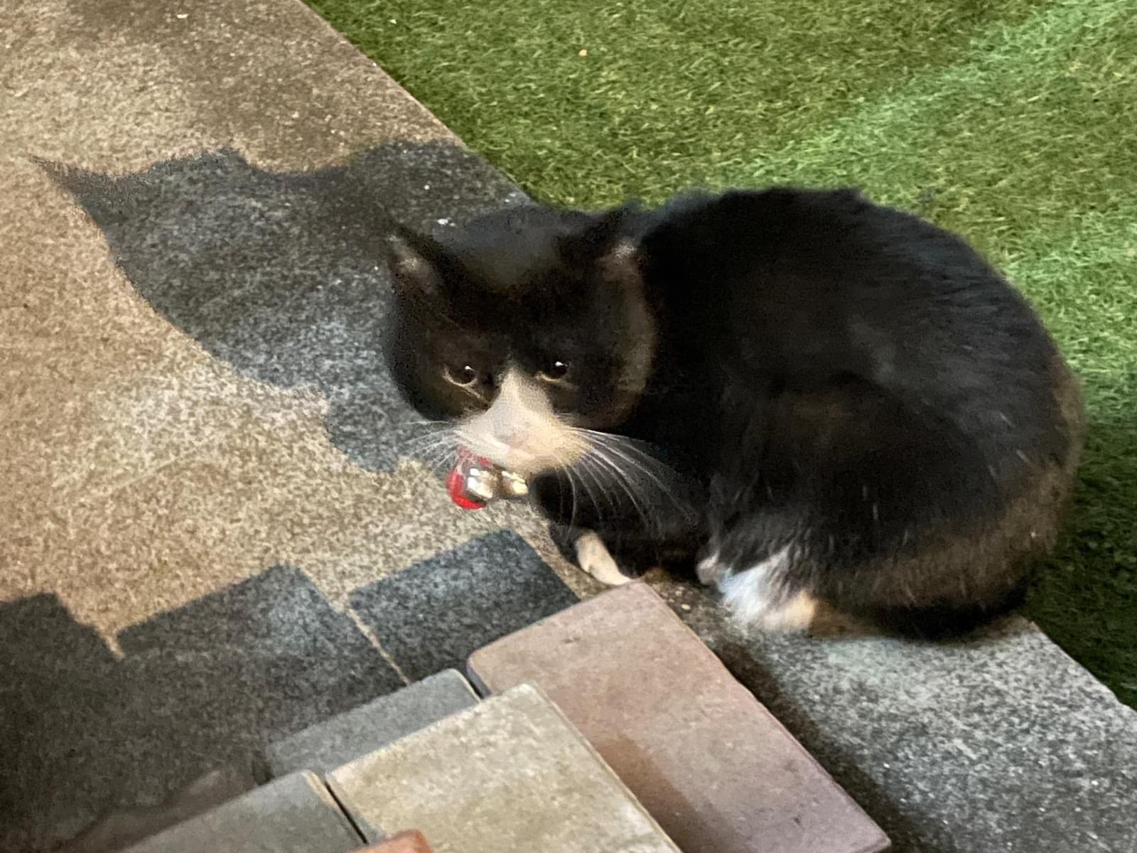 目撃された猫 目撃された猫