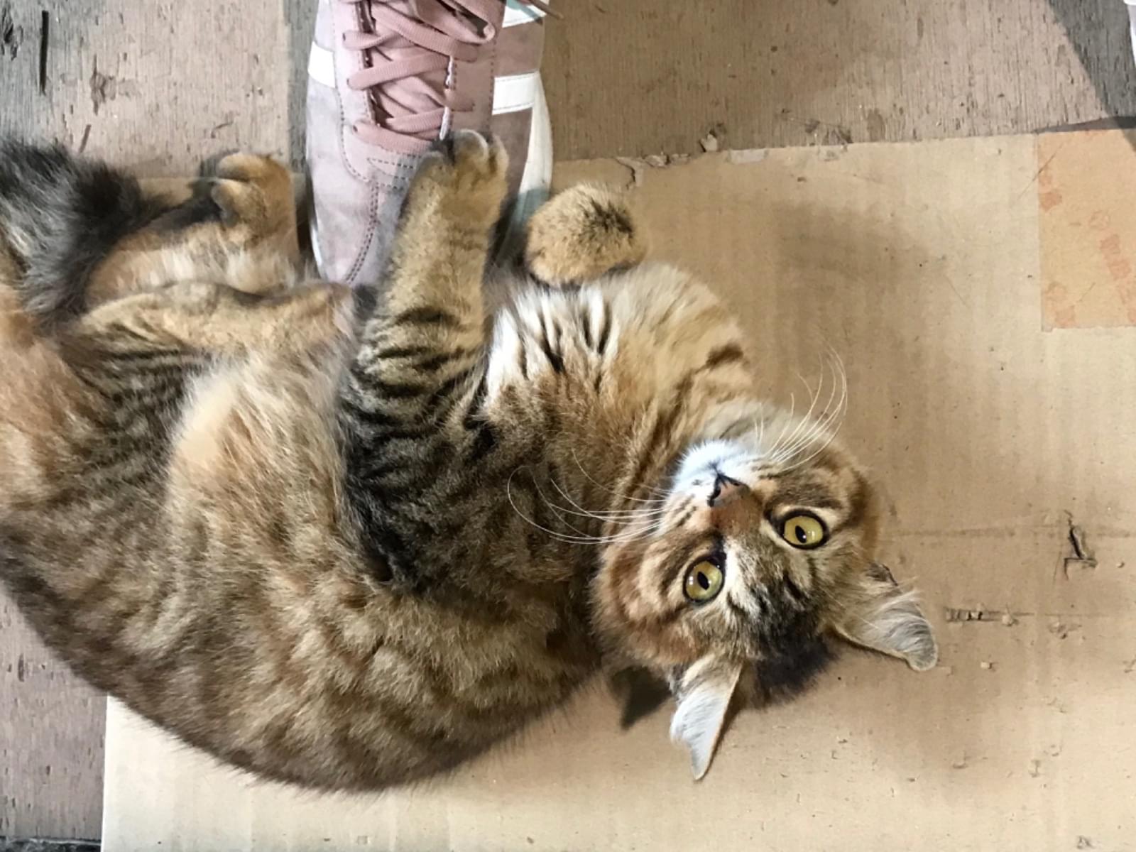 保護された猫 保護された猫