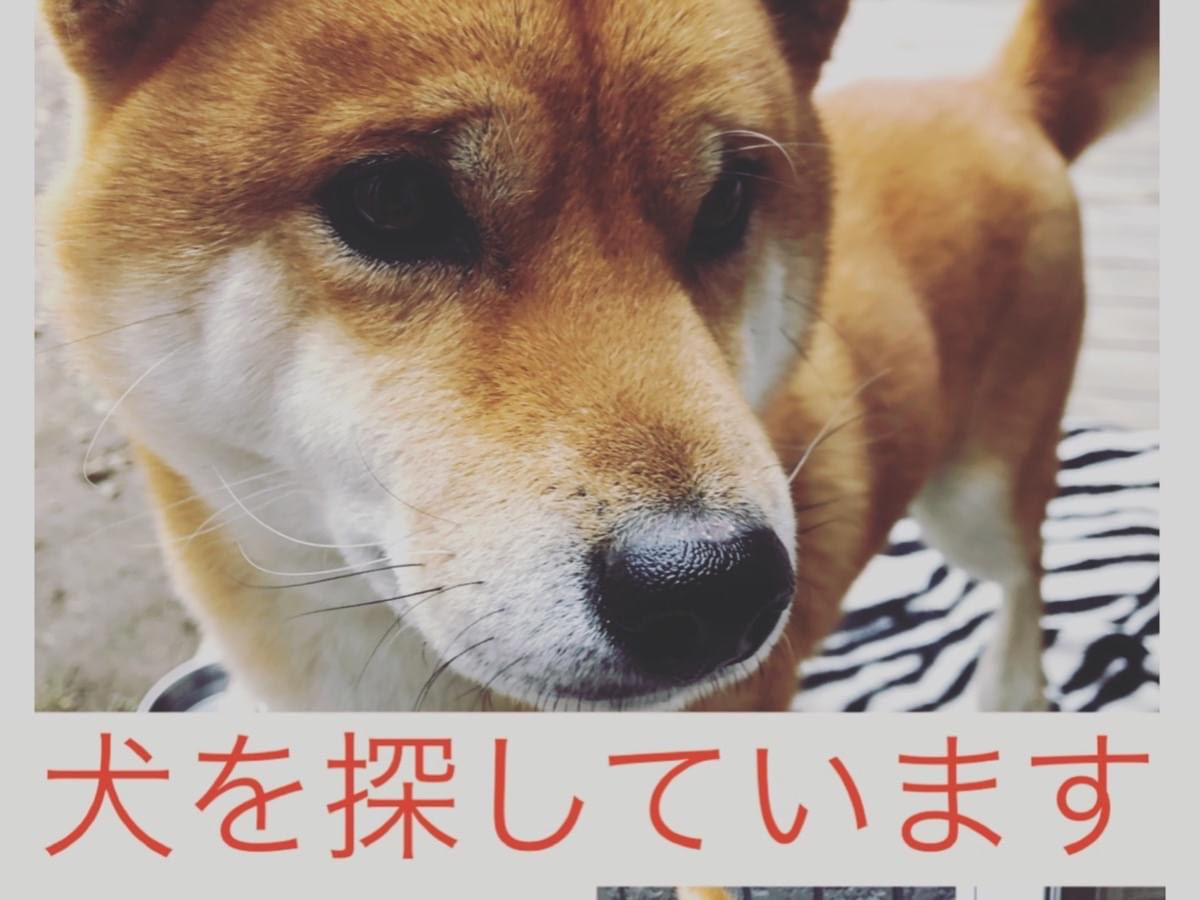 ヤマトちゃん ヤマトちゃん