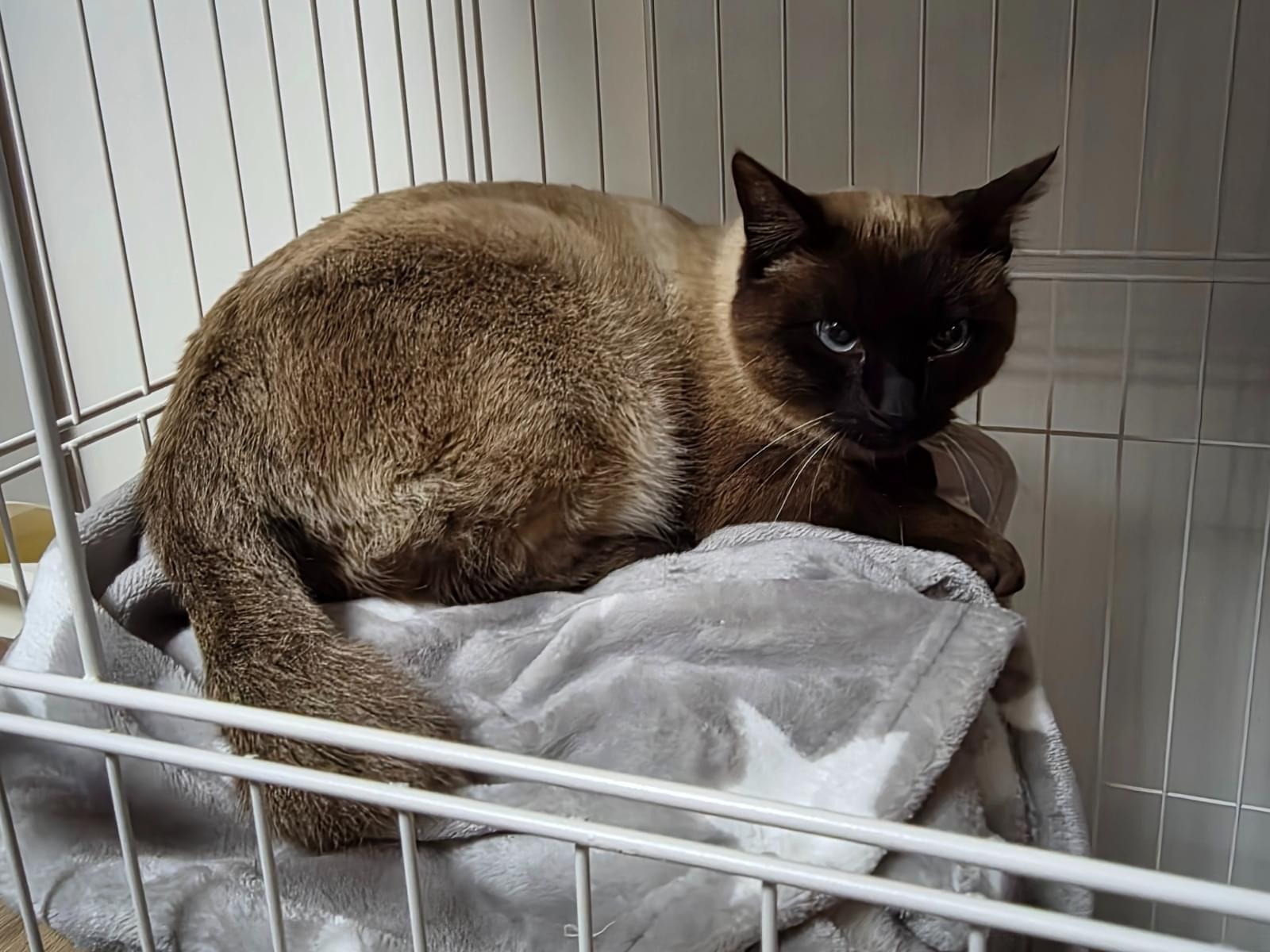 保護された猫 保護された猫