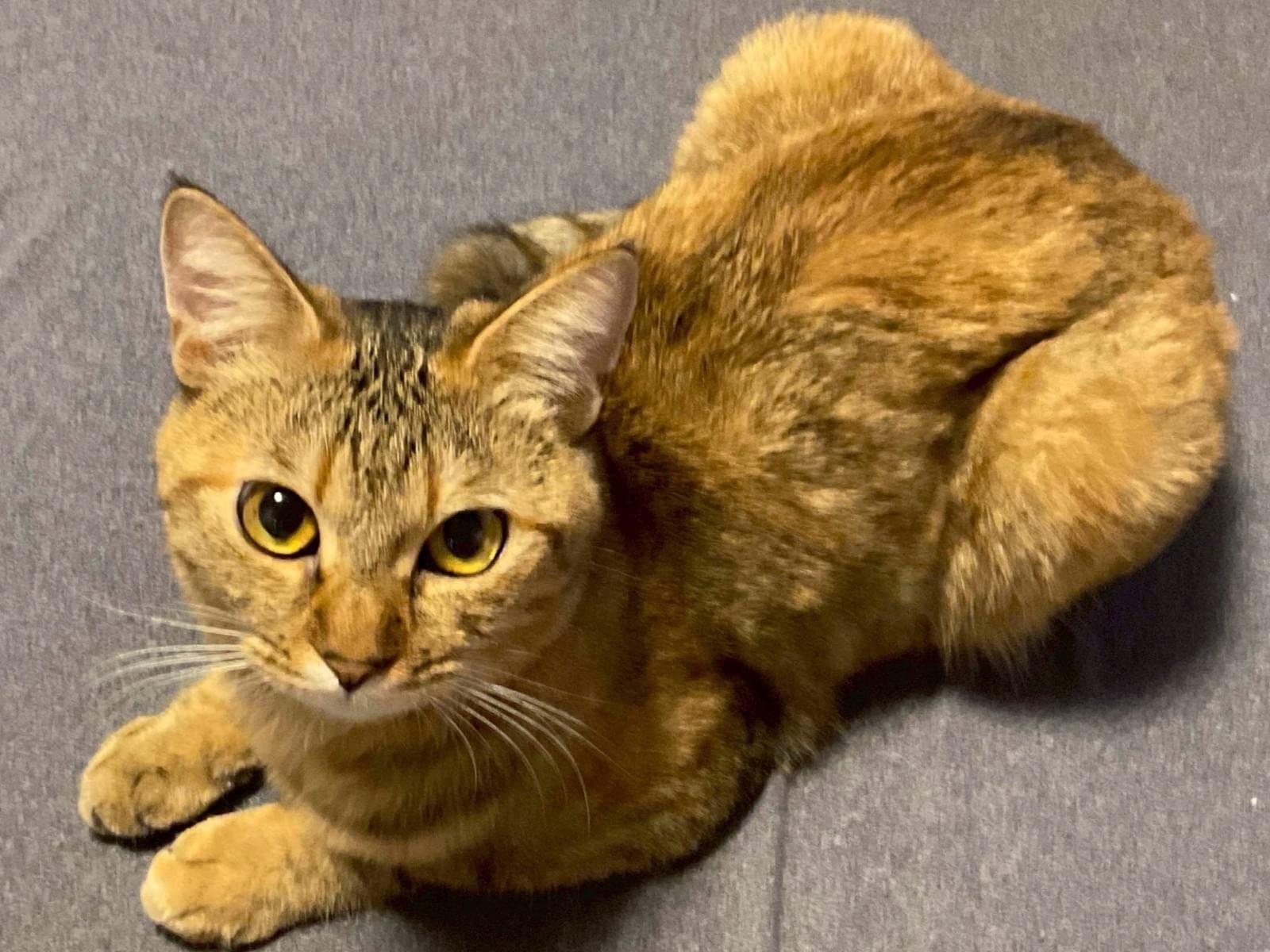 ちゃちゃちゃん ちゃちゃちゃん