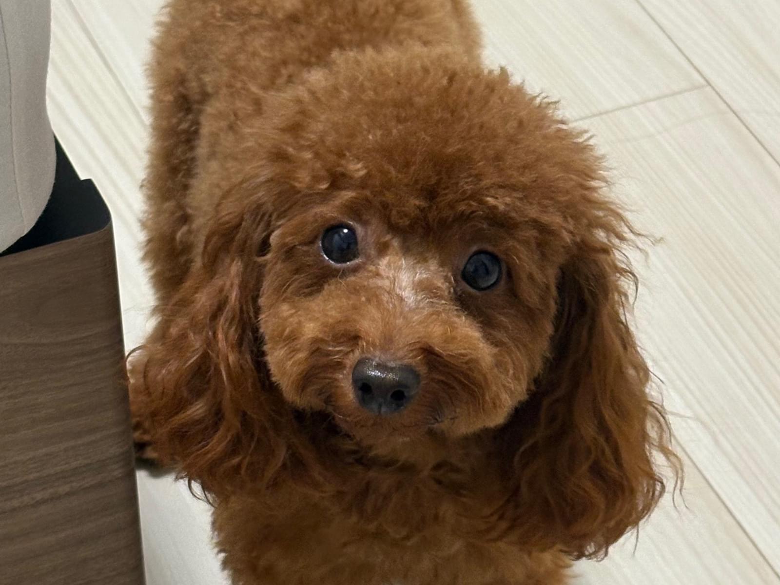 リノちゃん リノちゃん
