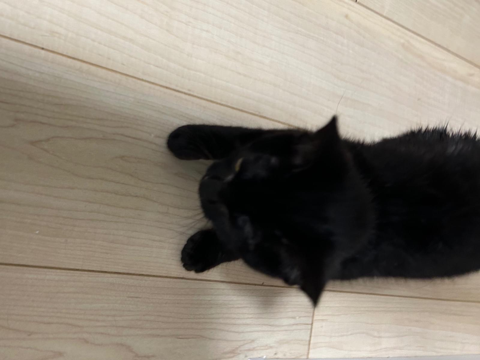 保護された猫 保護された猫