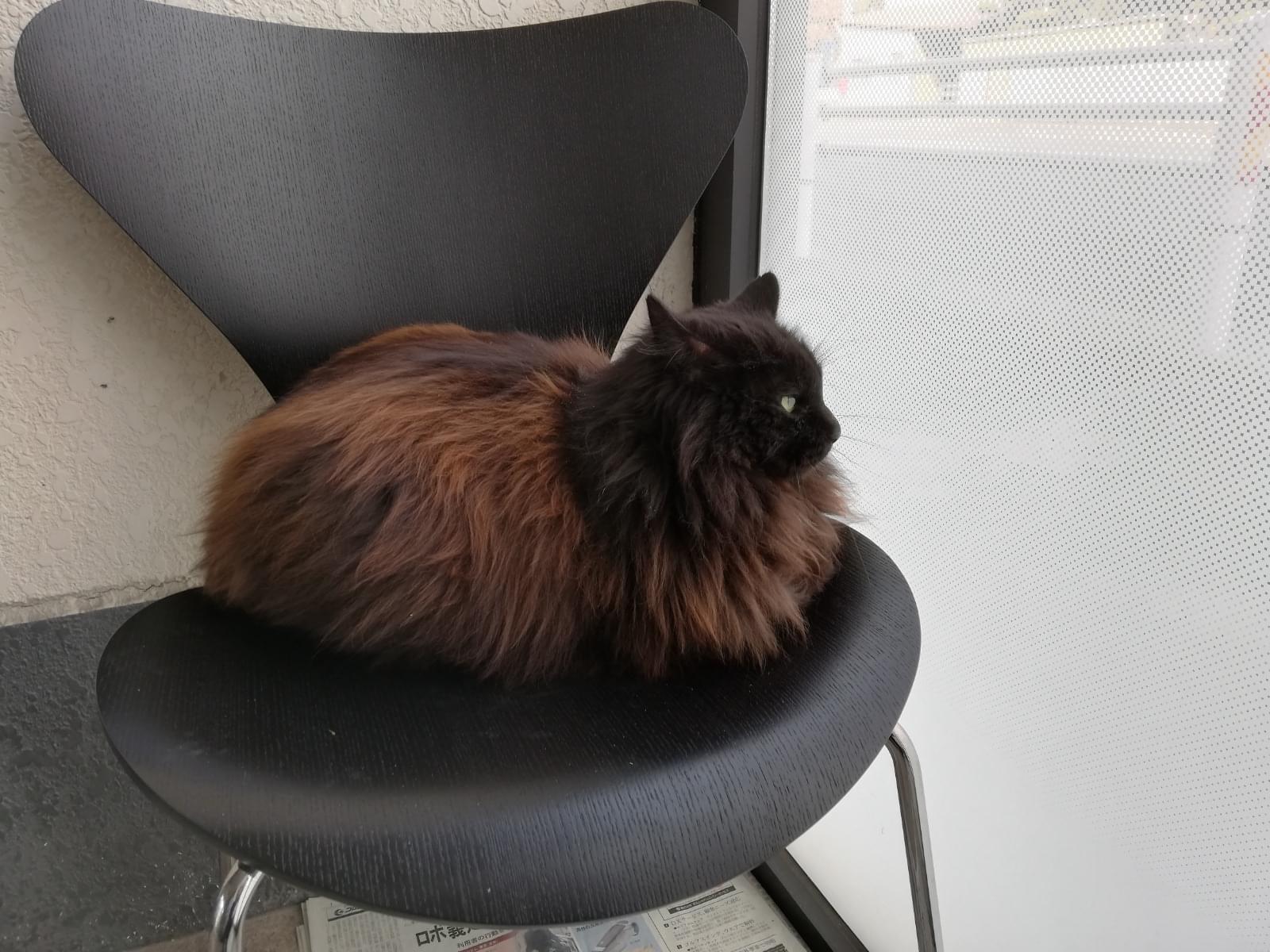 保護された猫 保護された猫