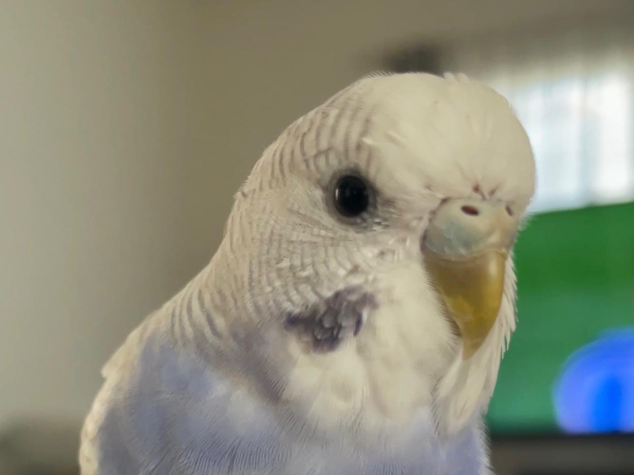 てんちゃん