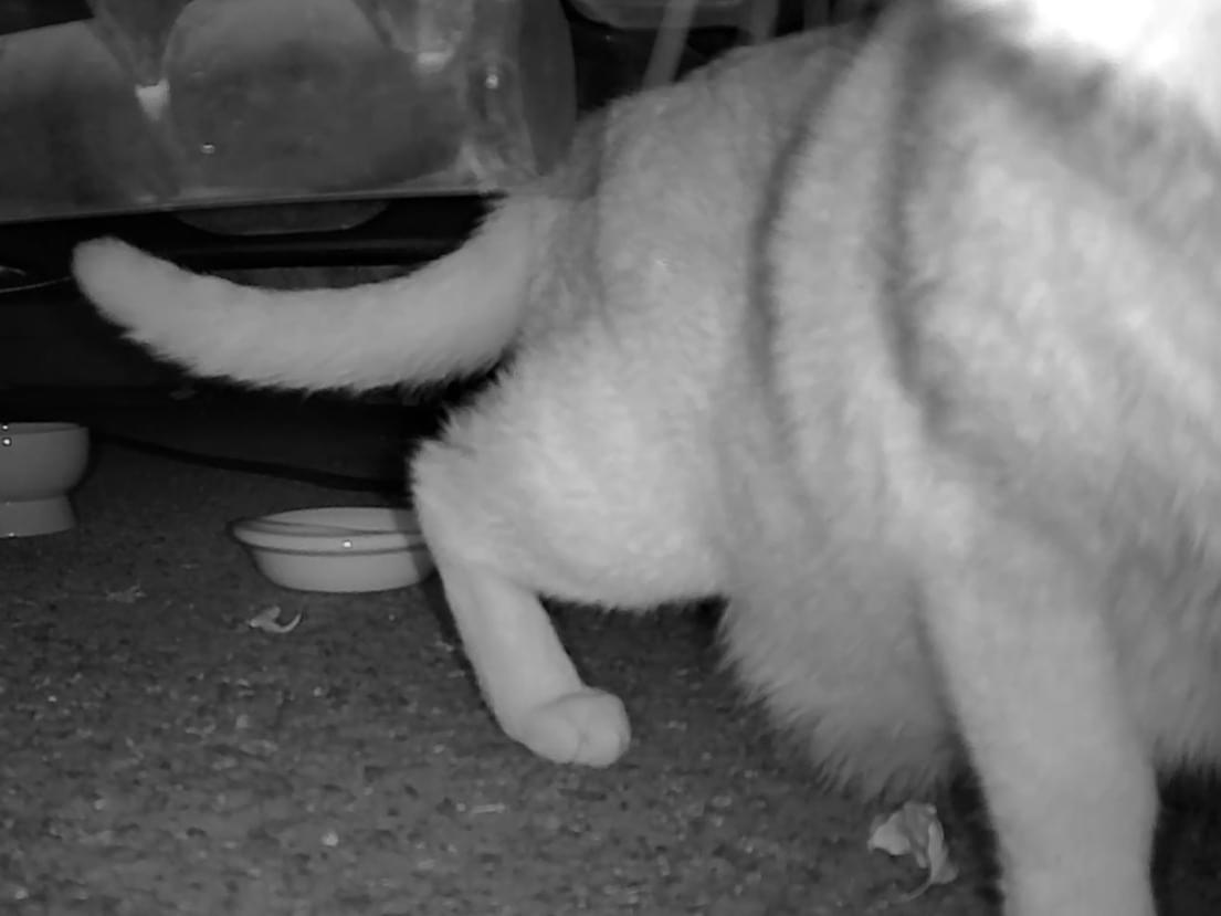 目撃された猫 目撃された猫