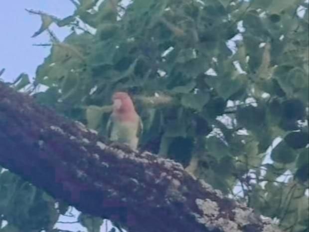 目撃された鳥 目撃された鳥