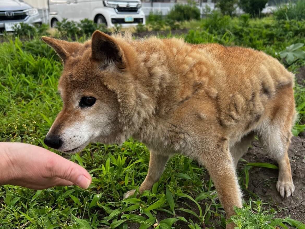 保護された犬 保護された犬