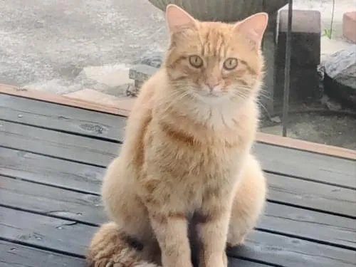 茶虎猫 楽天市場】茶トラ 子猫の通販