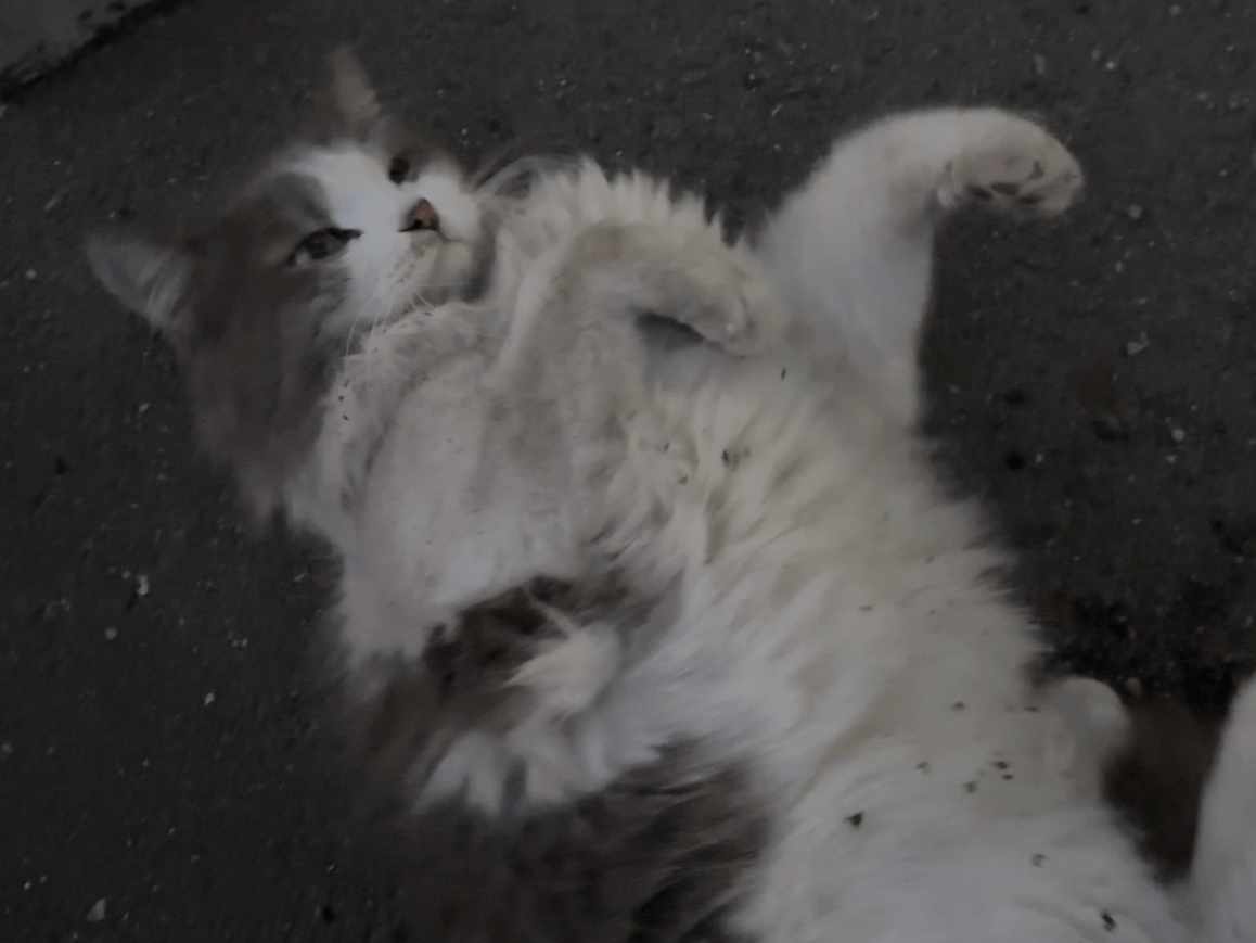 目撃された猫 目撃された猫