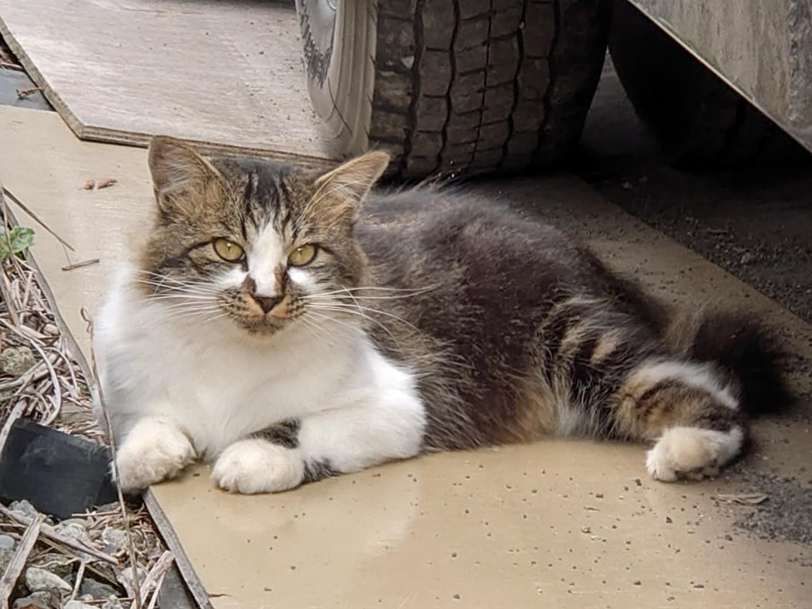 目撃された猫 目撃された猫