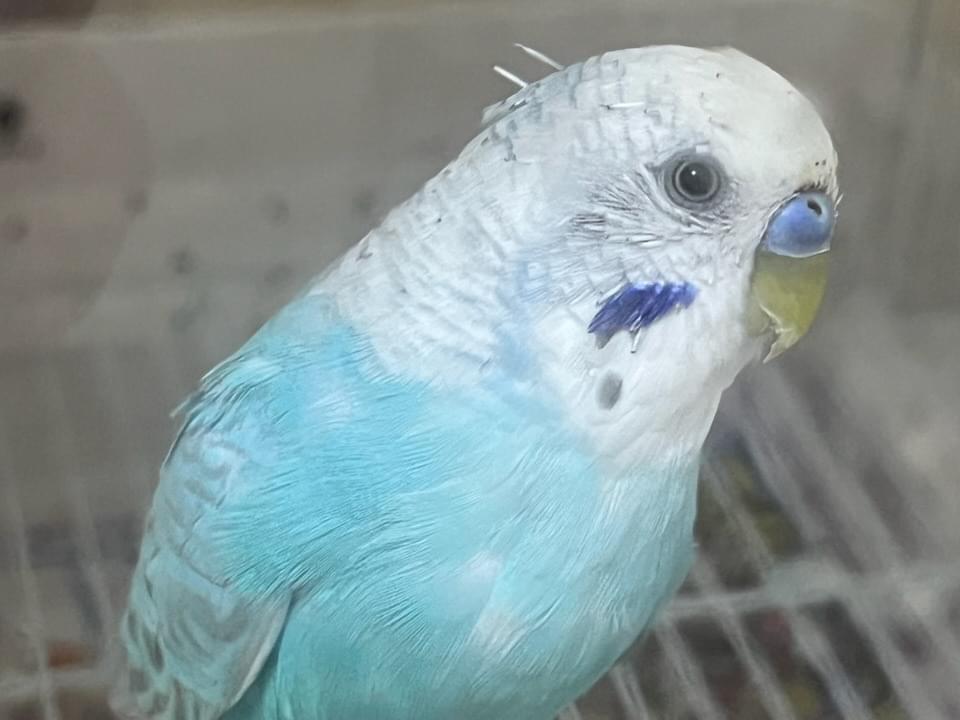 フィーちゃん フィーちゃん