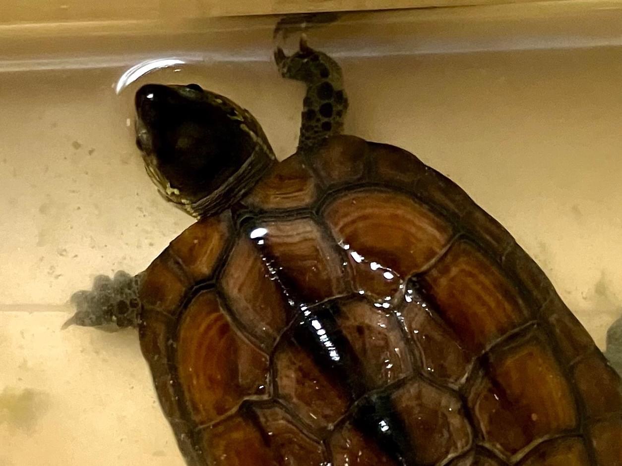 保護されたペット 保護されたペット