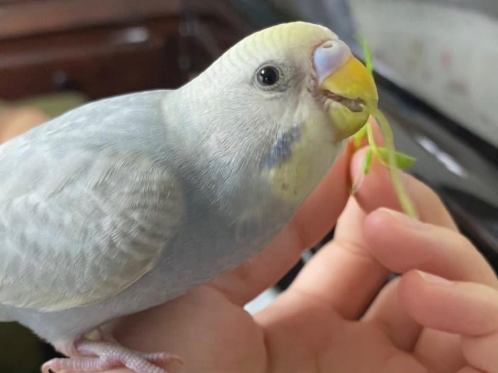 からしちゃん からしちゃん