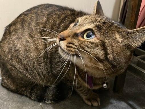 保護された猫 保護された猫