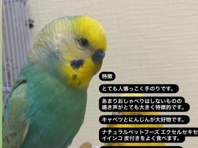 ソラちゃん ソラちゃん