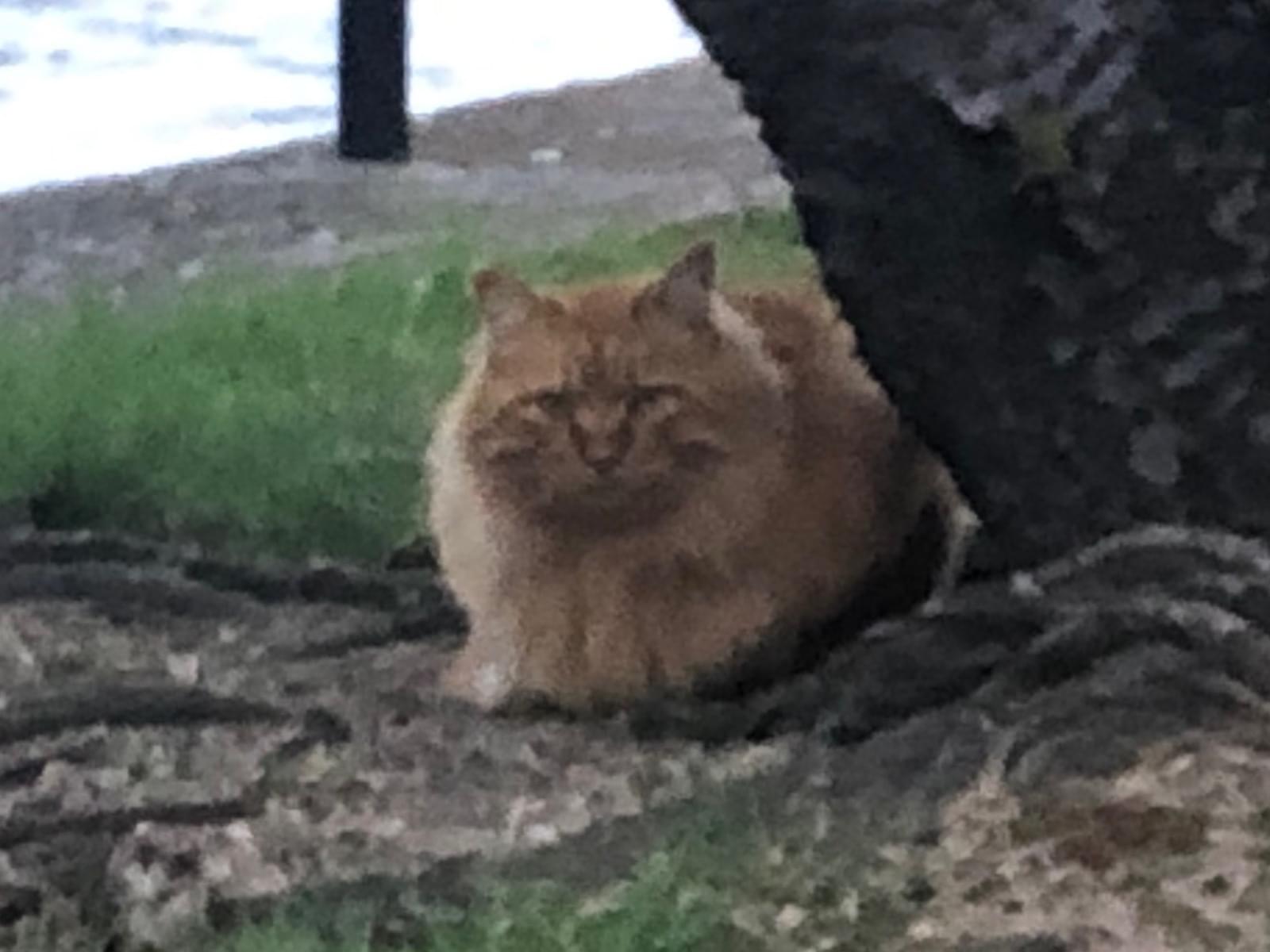目撃された猫 目撃された猫
