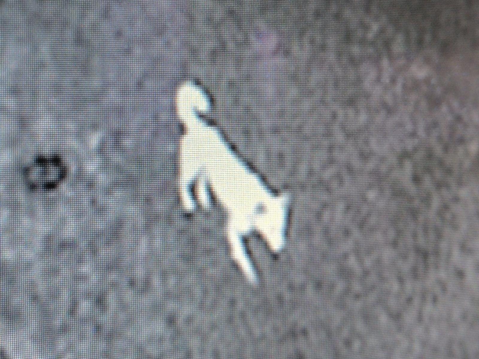 目撃された犬