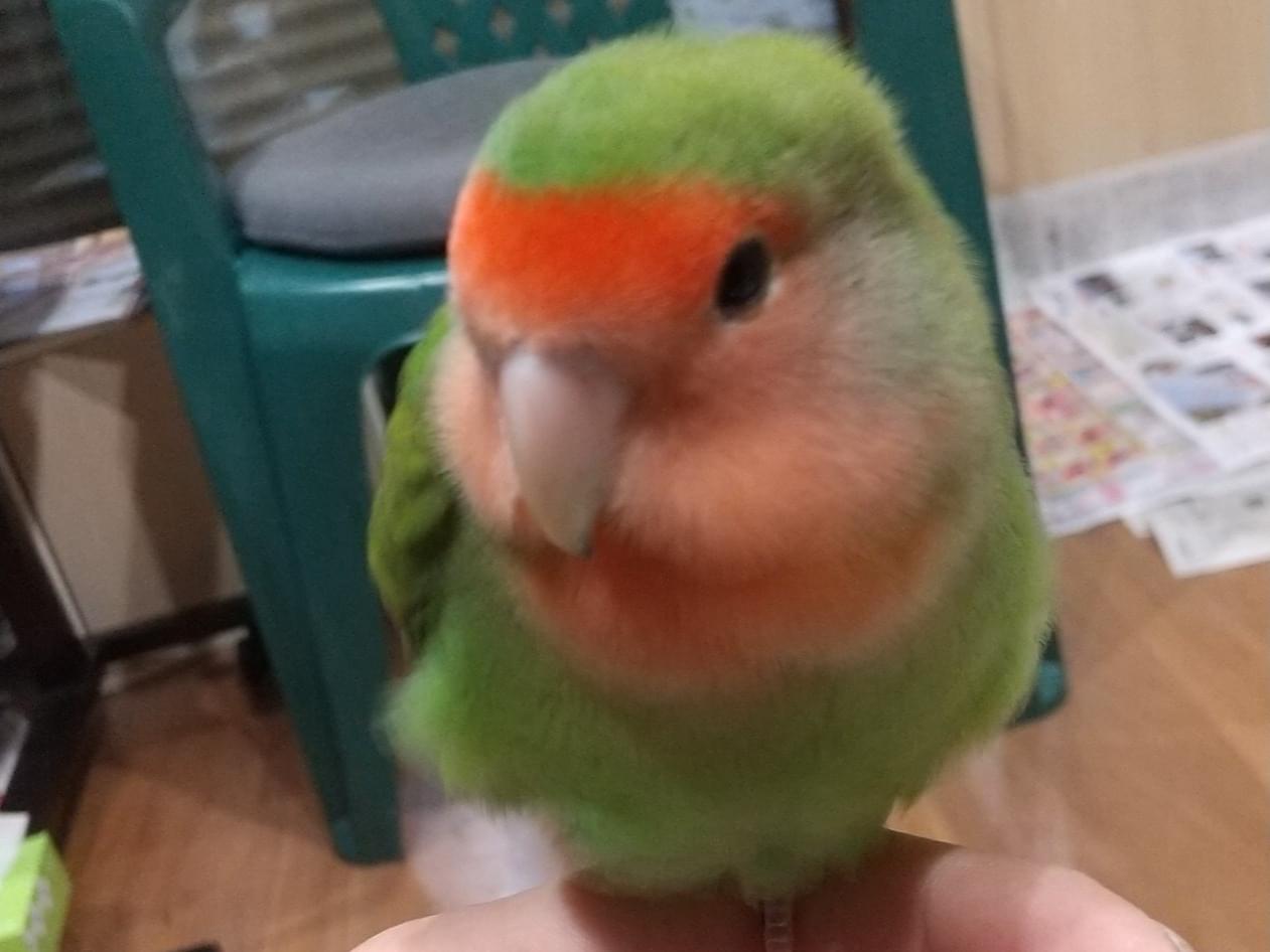 ぴーちゃん ぴーちゃん