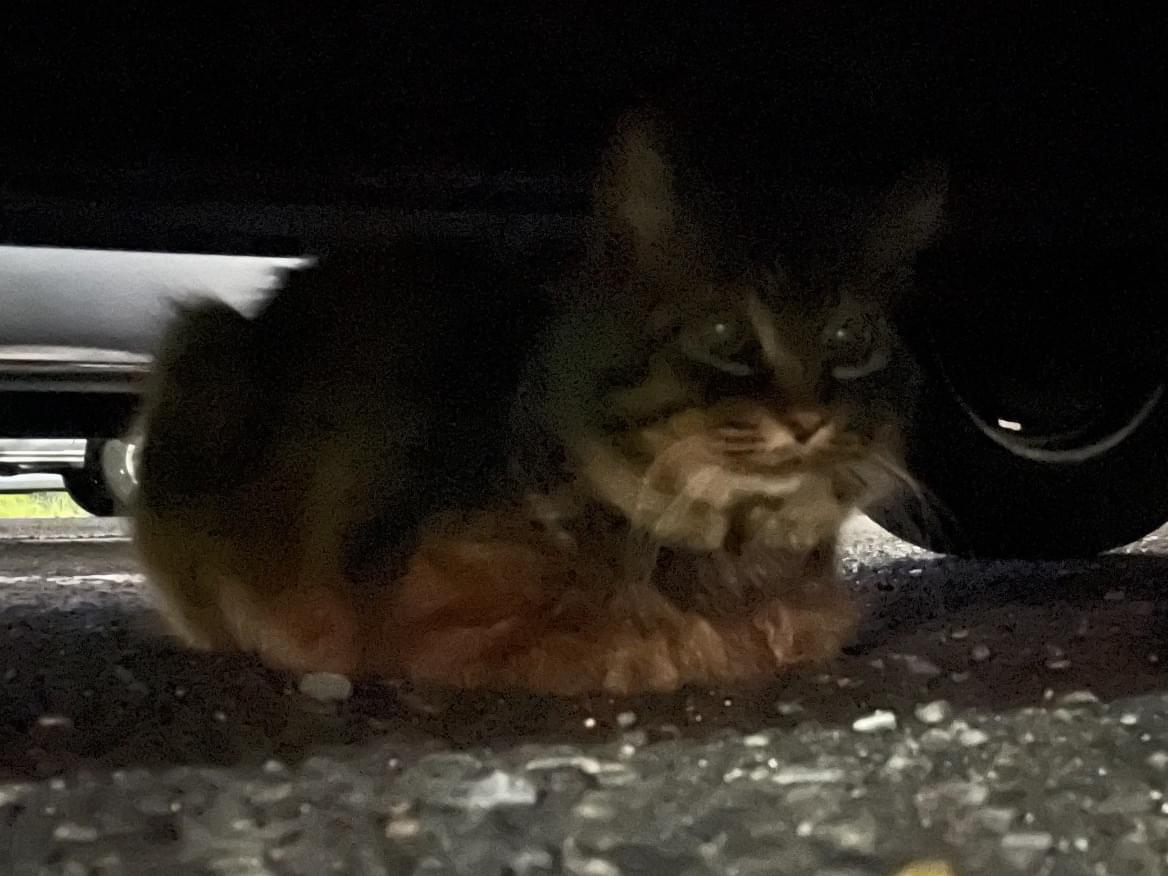 目撃された猫 目撃された猫