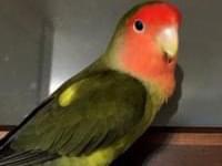 サクラちゃん サクラちゃん