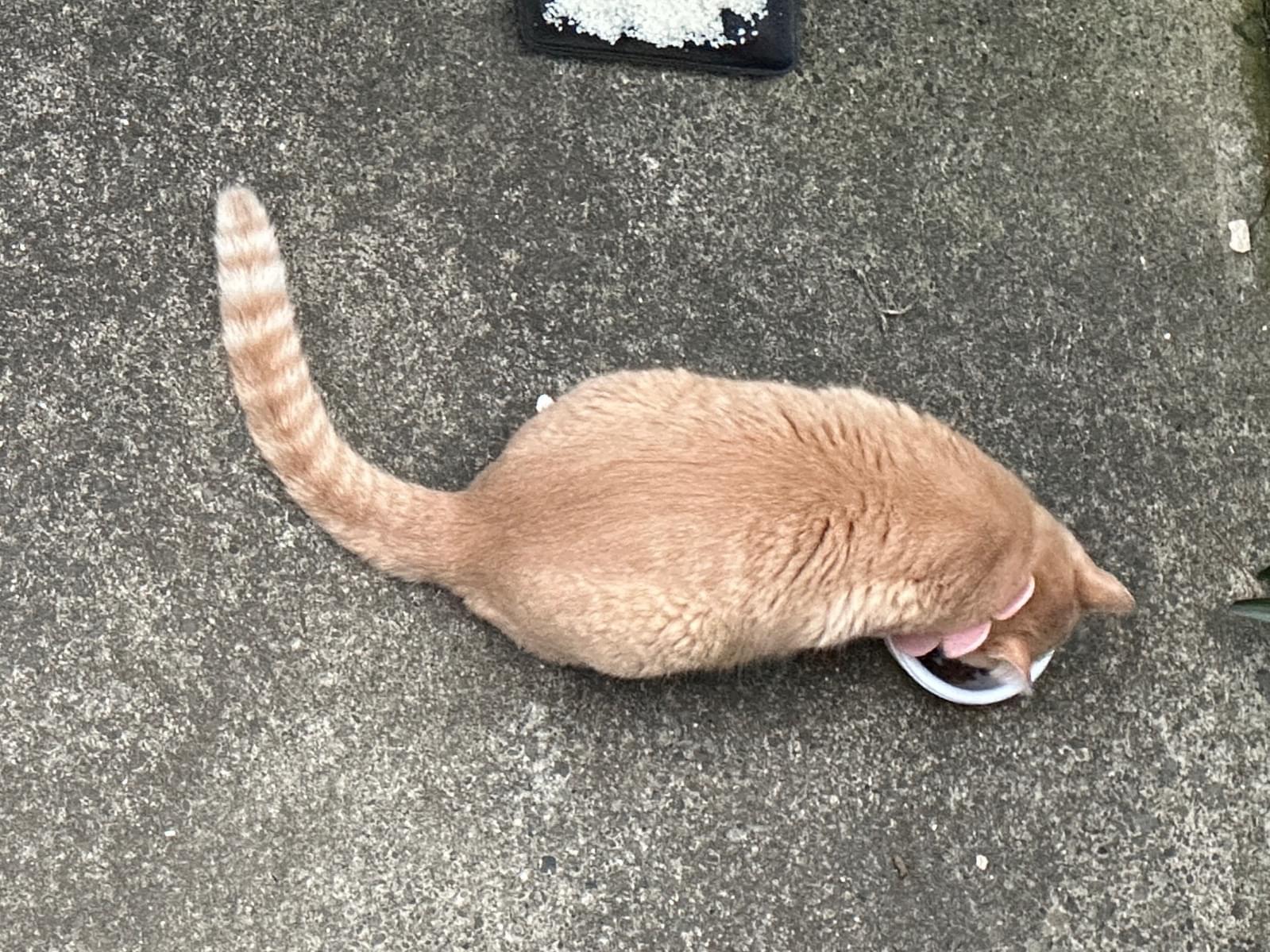 目撃された猫 目撃された猫