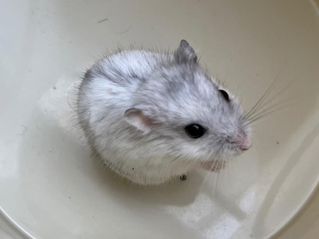 保護されたペット 保護されたペット