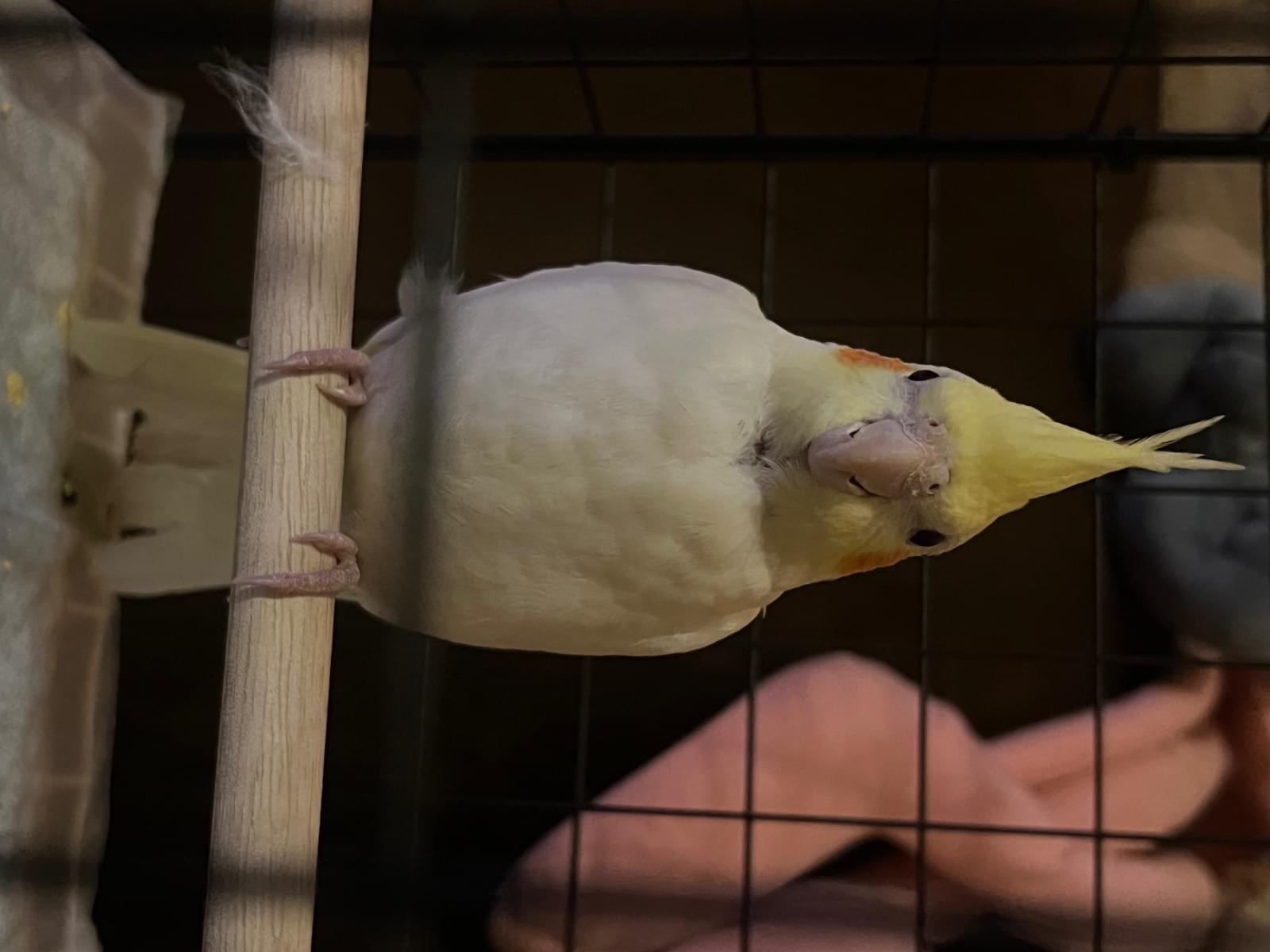 保護された鳥 保護された鳥