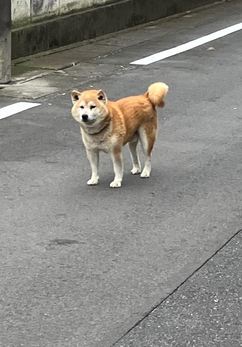 茶色の柴犬