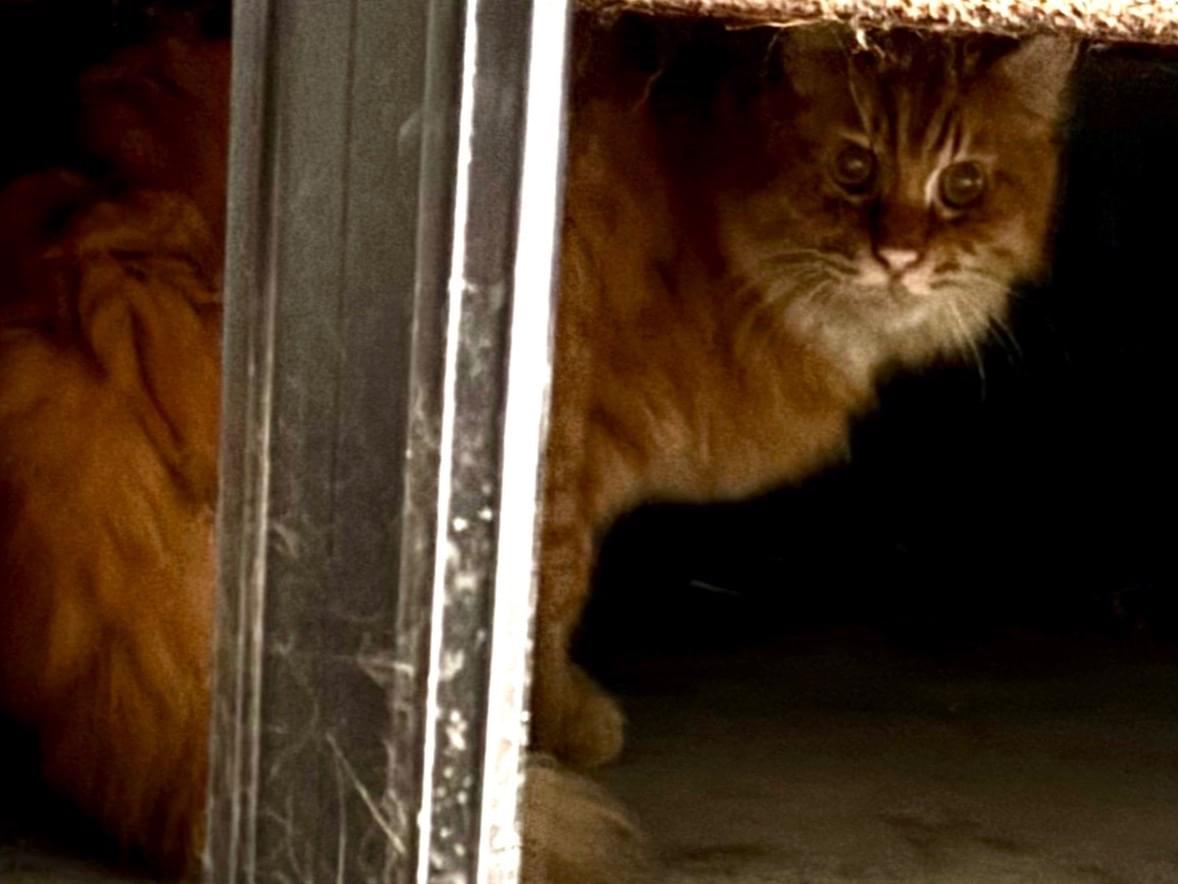 目撃された猫