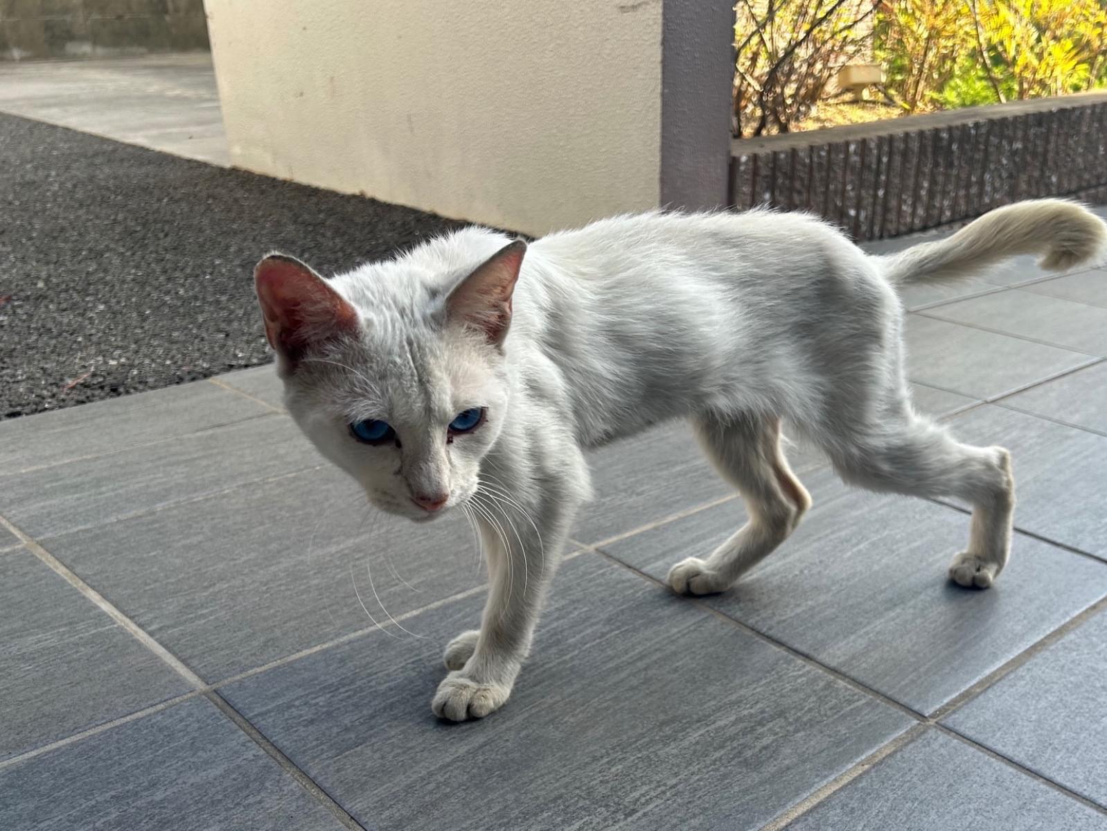 目撃された猫